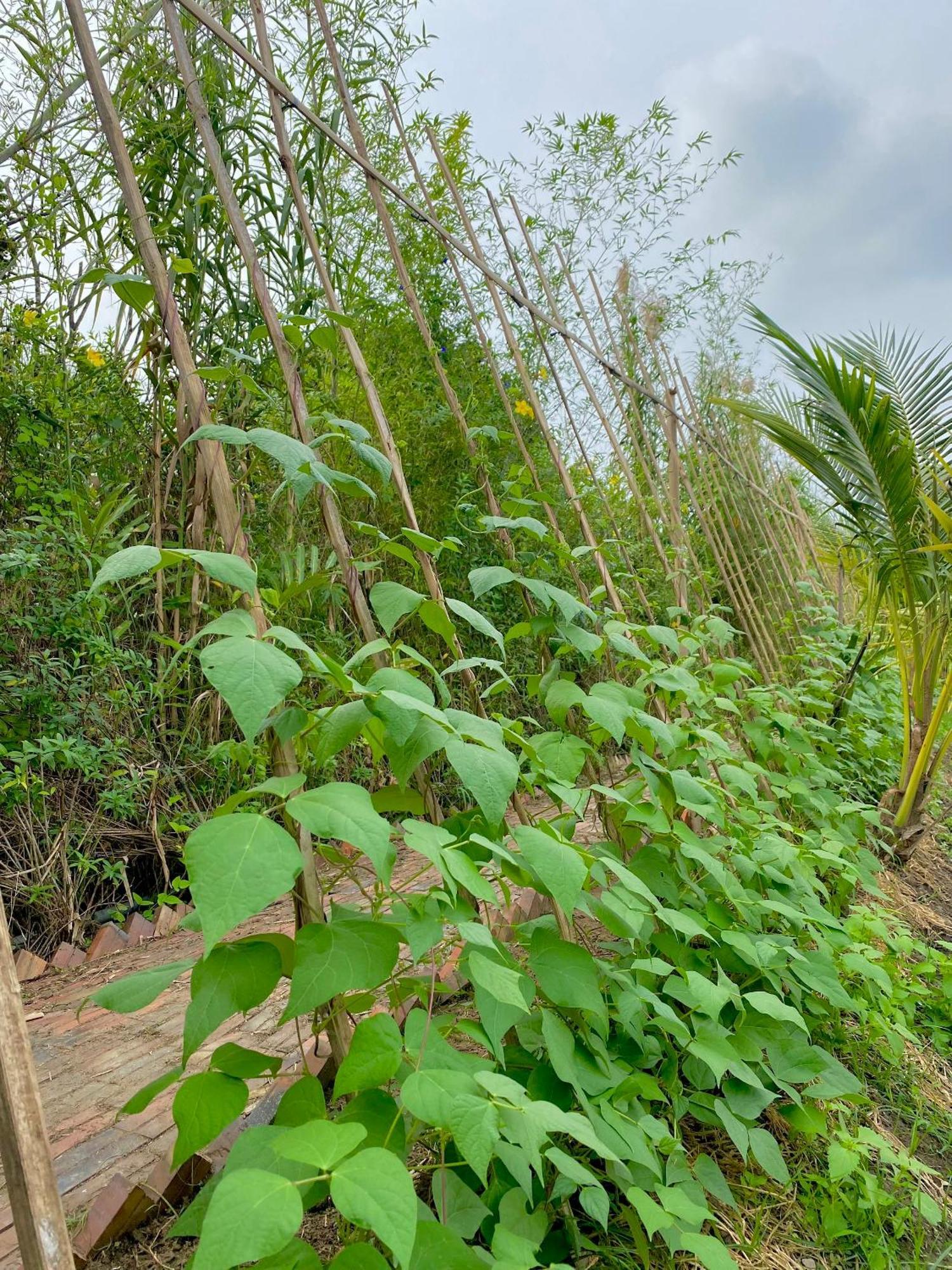 Mekong Silt Ecolodge Can Tho Exterior foto
